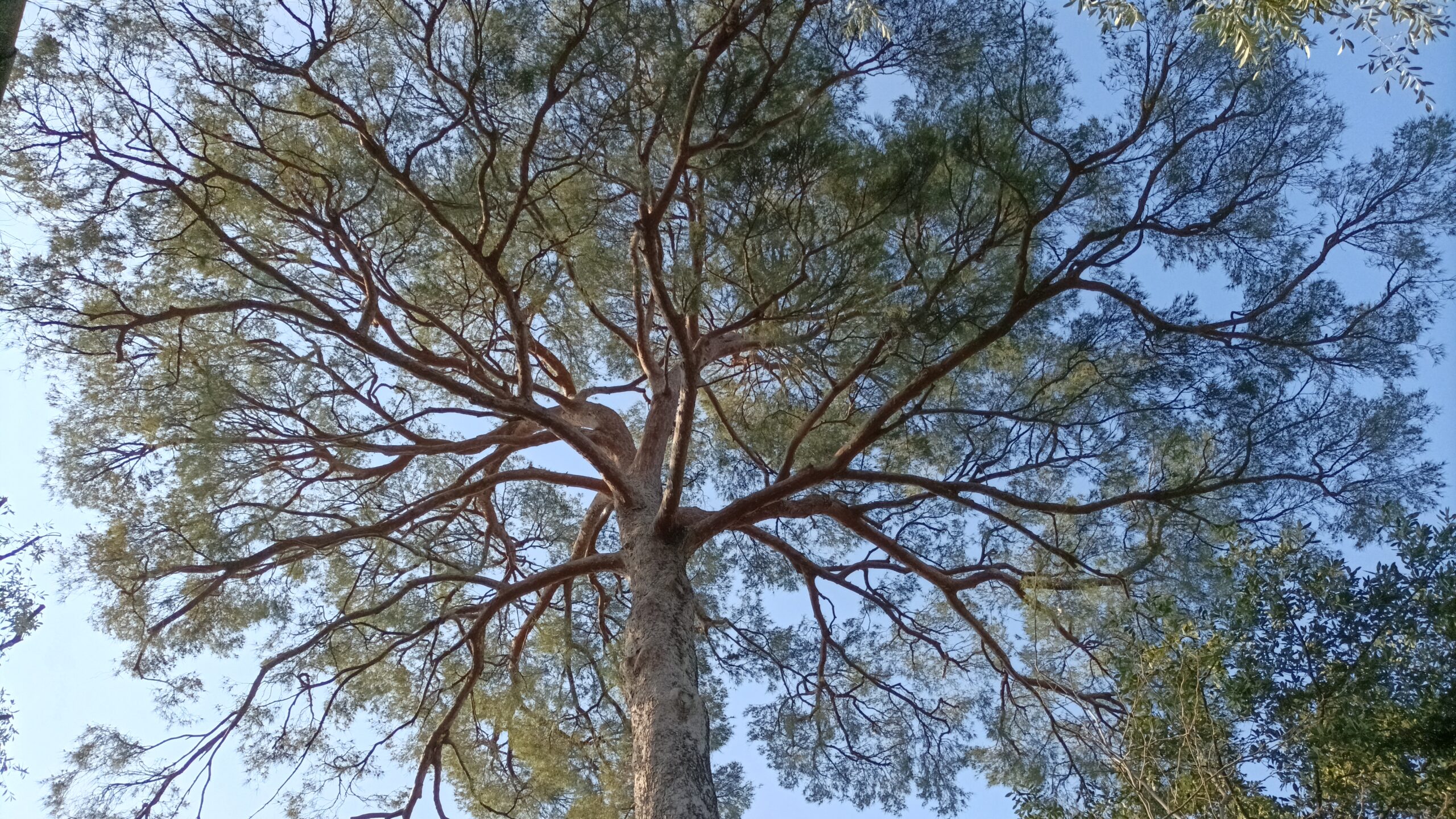 (c) Arboristes-cote-dazur.fr