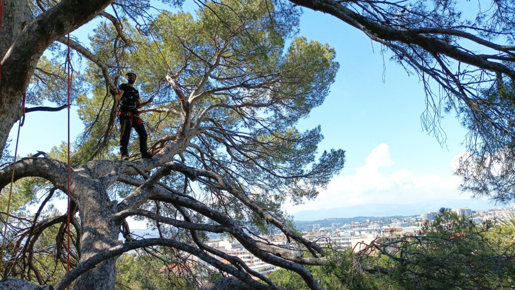 Diagnostique d'un arbre Visite d'un arbre pour décider si une opération d'élagage pour mise en sécurité doit être effectuée