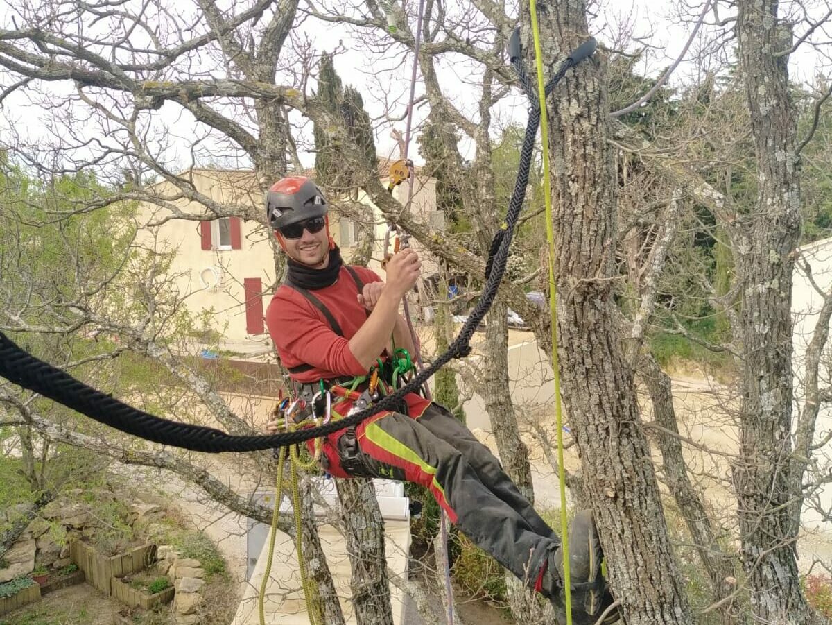 Haubanage entre deux branches Hauban dynamique dans un chêne