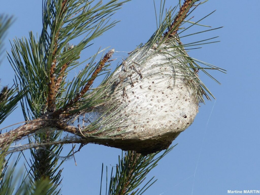 Nid de chenille processionnaire en bout de branche