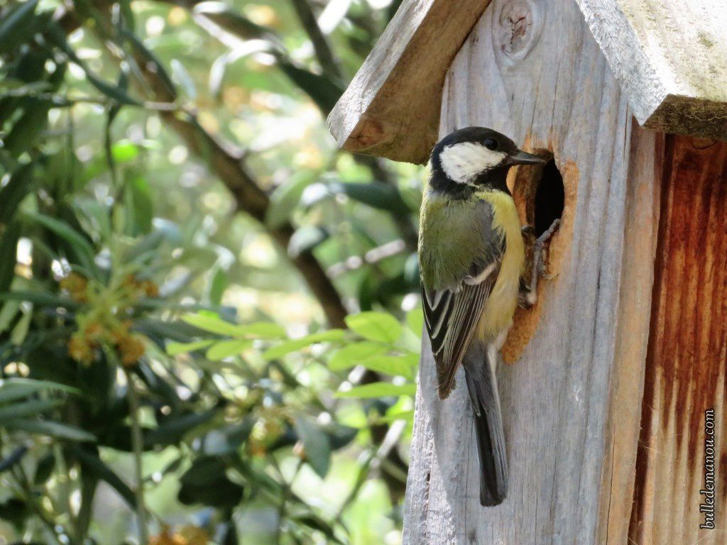 Pose d'un nid à mésange pour favoriser leur implantation