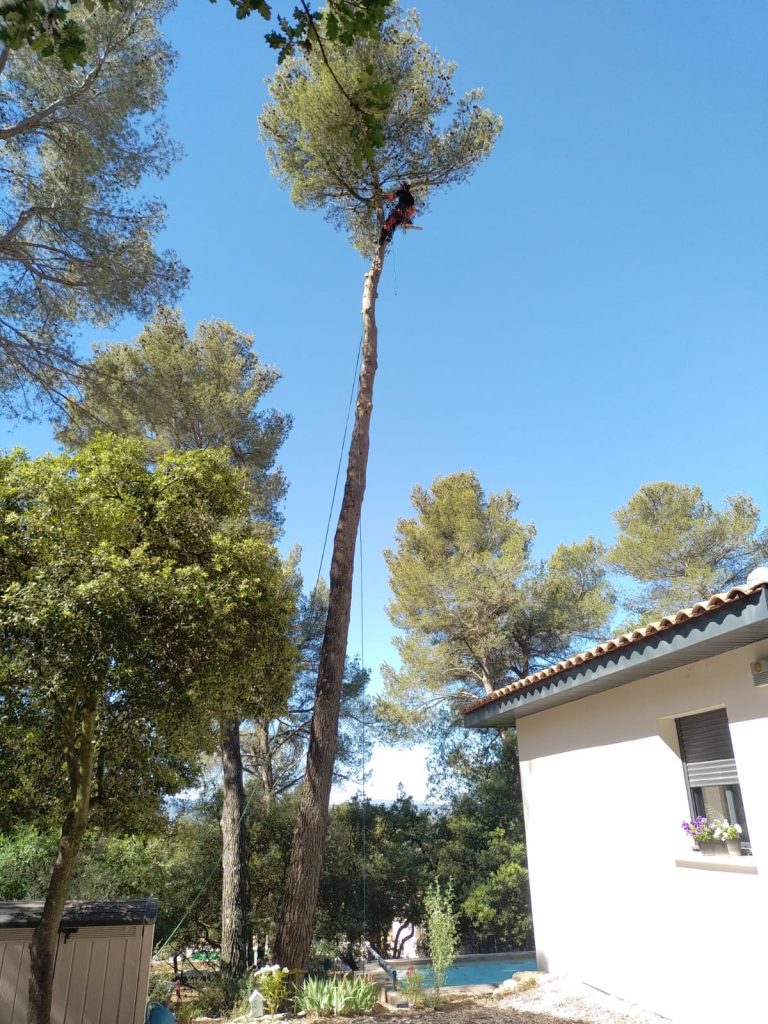 Abattage d'un pin d'Alep au dessus d'une maison, une terrasse et une piscine. L'élagueur est en haut de l'arbre en train d'abattre l'arbre de manière sécurisée.