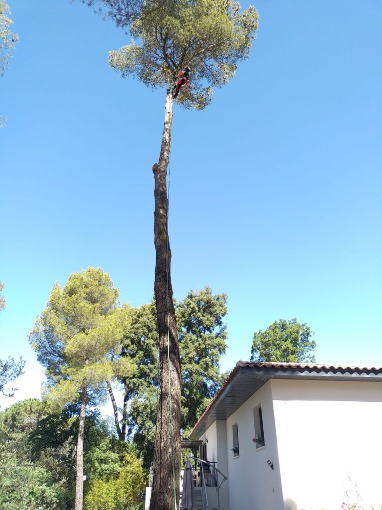 L'élagueur est au sommet de l'arbre, il va couper la cime pour abattre l'arbre